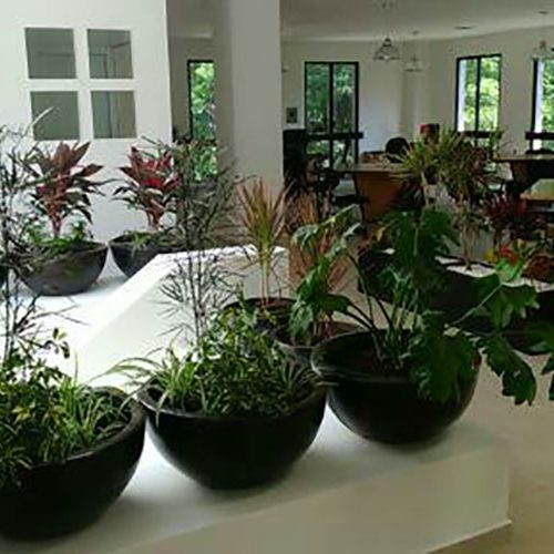 Oficinas | Green peace